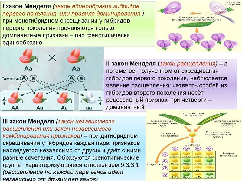 Гибридологический метод менделя, его особенности и законы