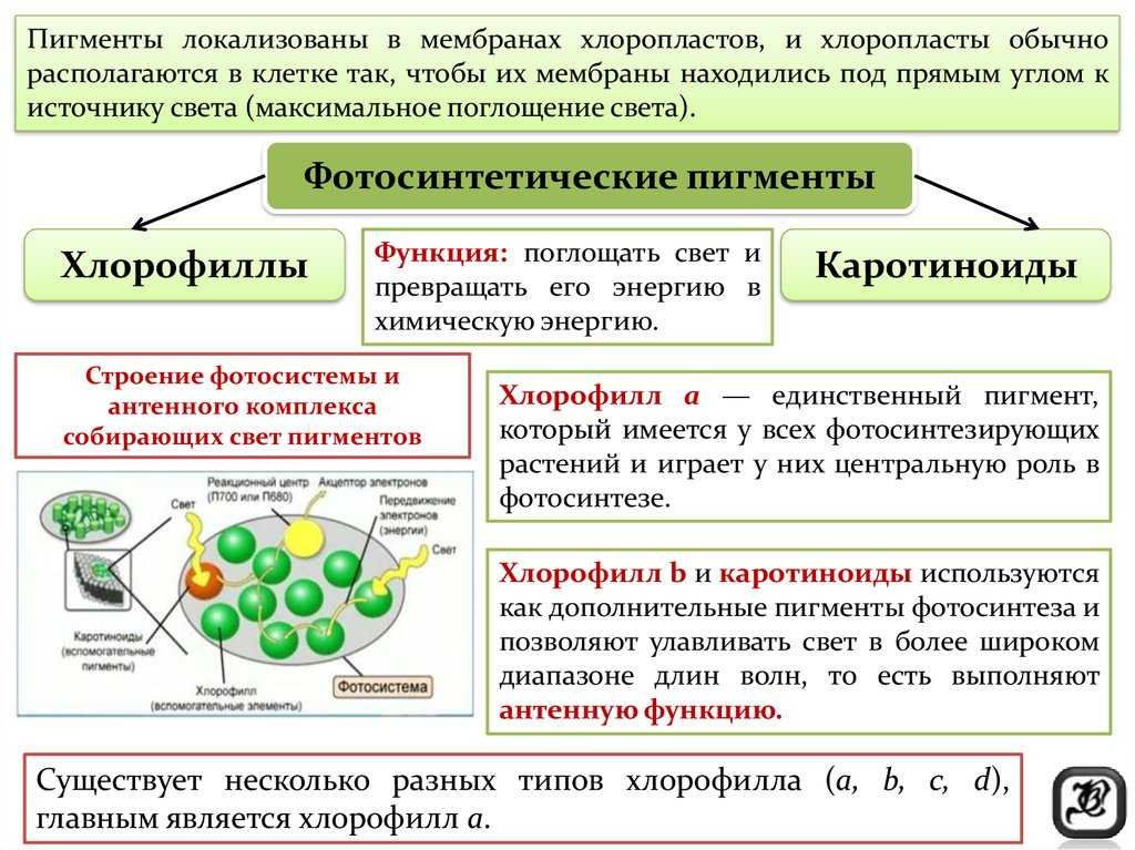 Хлорофилл ⭐️ в процессе фотосинтеза: главная роль хлорофилла в растениях