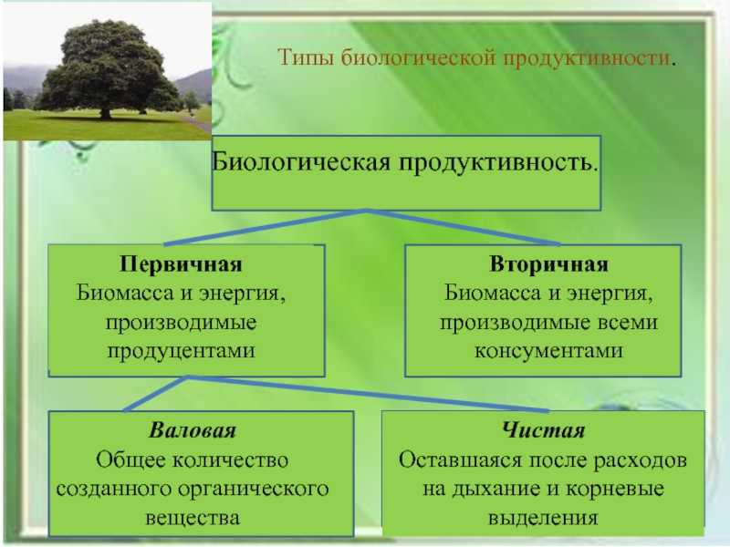 Организация сообществ у животных