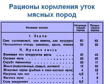 Чем кормить уток для быстрого набора веса в домашних условиях