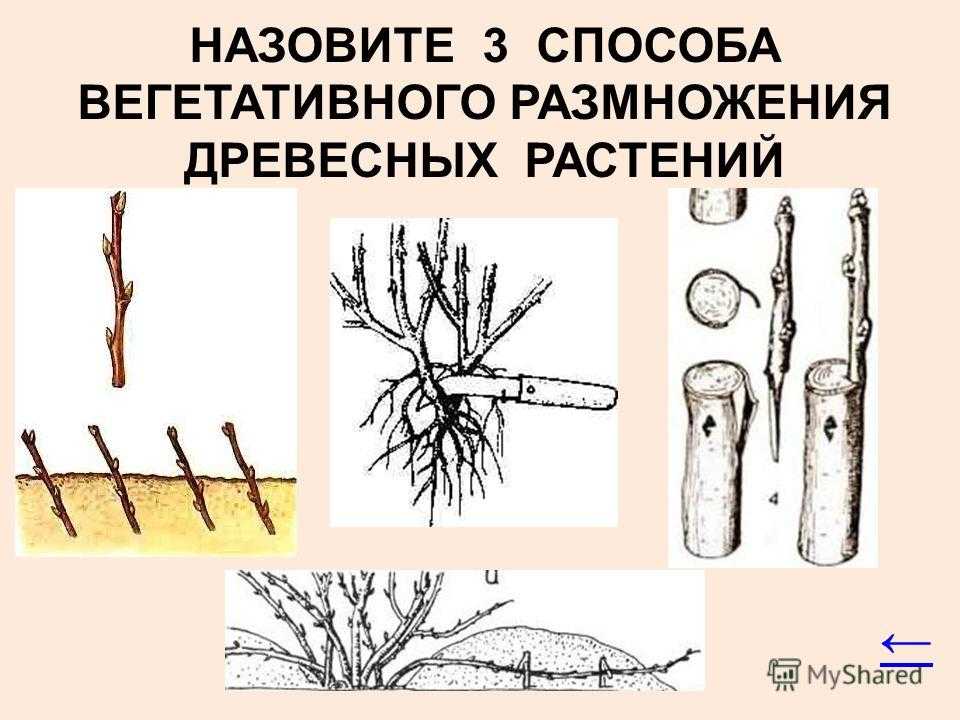 Размножение плодовых культур прививкой