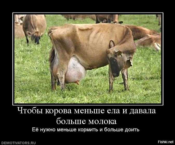 Яловая корова: что такое яловость и и меры борьбы с нею