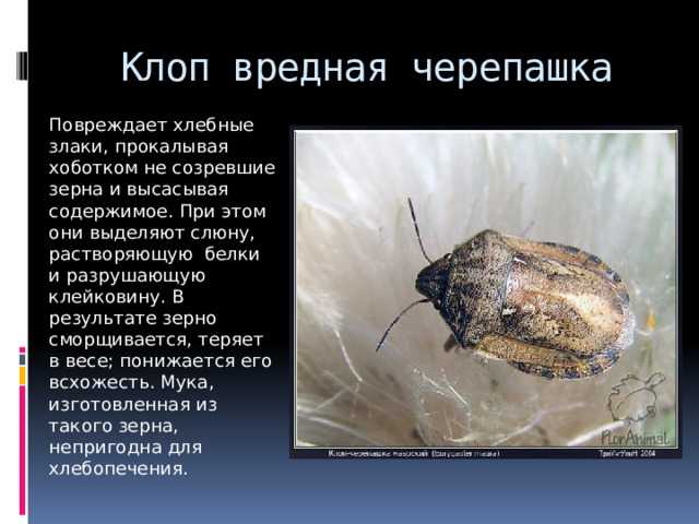 Клоп черепашка - жизненный цикл, меры борьбы