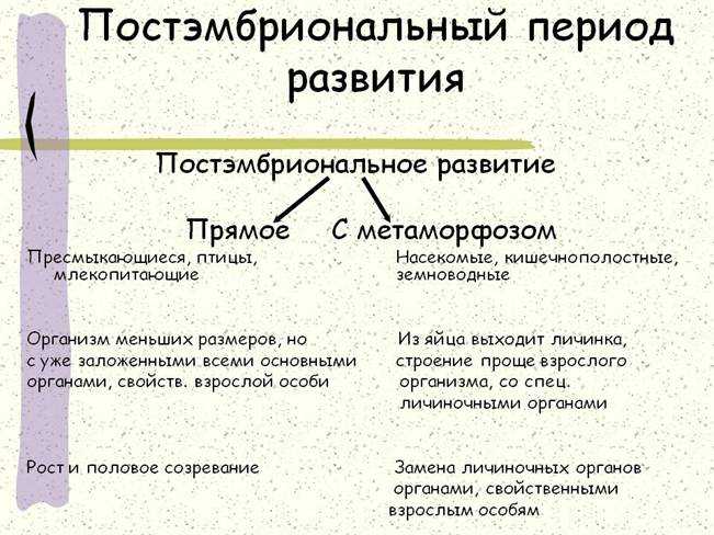 Презентация, доклад на тему индивидуальное развитие. постэмбриональный период (10 класс)