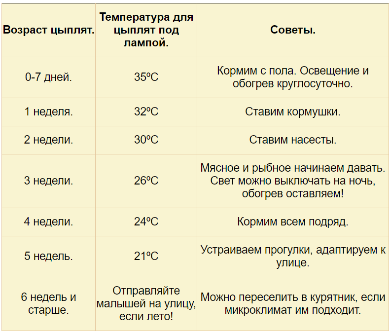 Когда начинают нестись куры-молодки: лучшие породы несушек