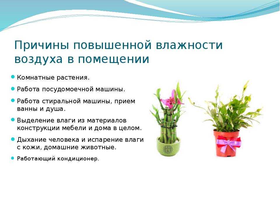 Повышение влажности для комнатных растений — что работает, а что нет?