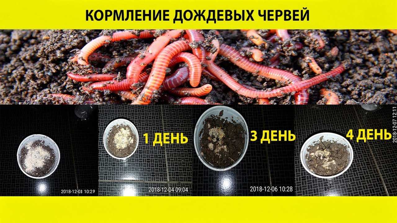 Разведение дождевого червя в домашних условиях для рыбалки