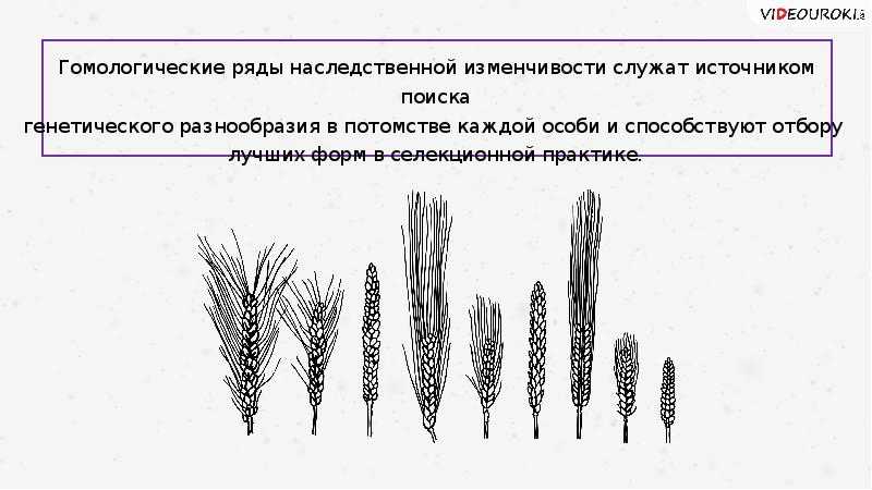 Гомологические ряды в наследственной изменчивости