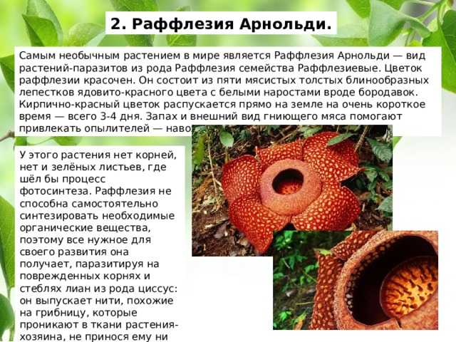 Полупаразиты