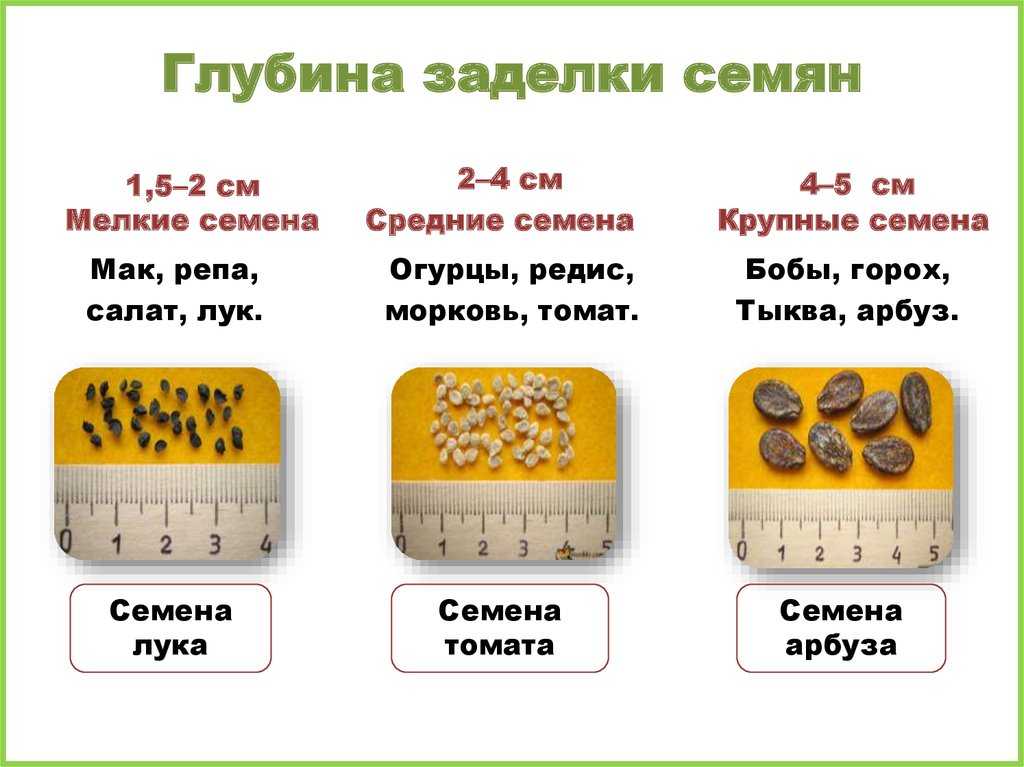 Посев сосны