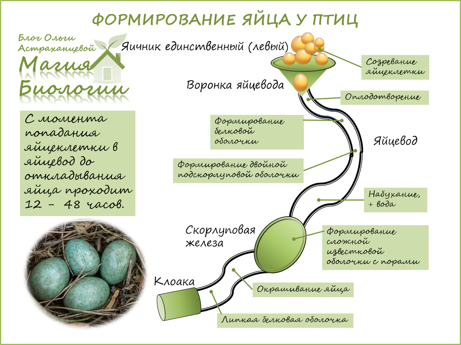 Как появляются яйца у курицы