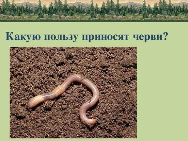 Черви дождевых червей  все о садоводстве и дизайне сада - 2023