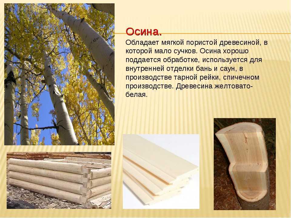 Осина (aspen), дерево осина, древесина осины
