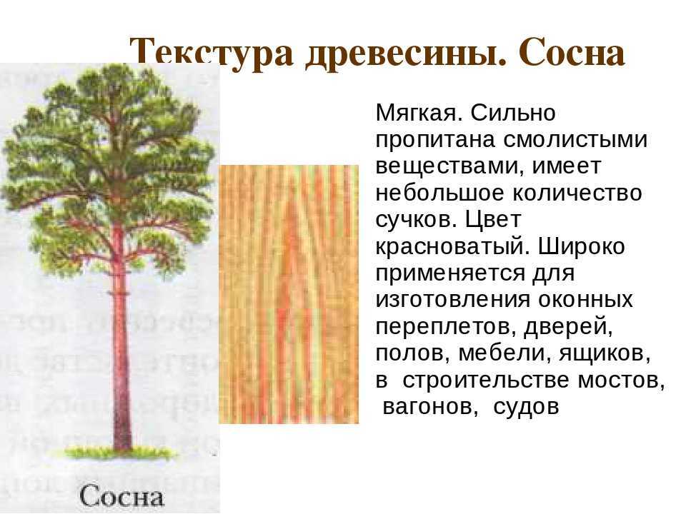 Пиломатериал из сосны – особенности и применение древесины