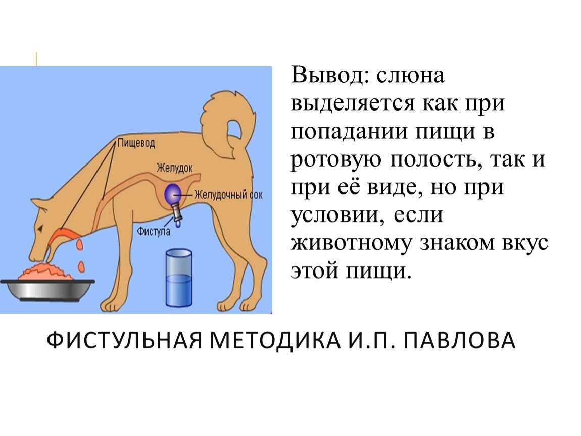 Чем лечить ягненка если изо рта течет слюна - кошки и собаки