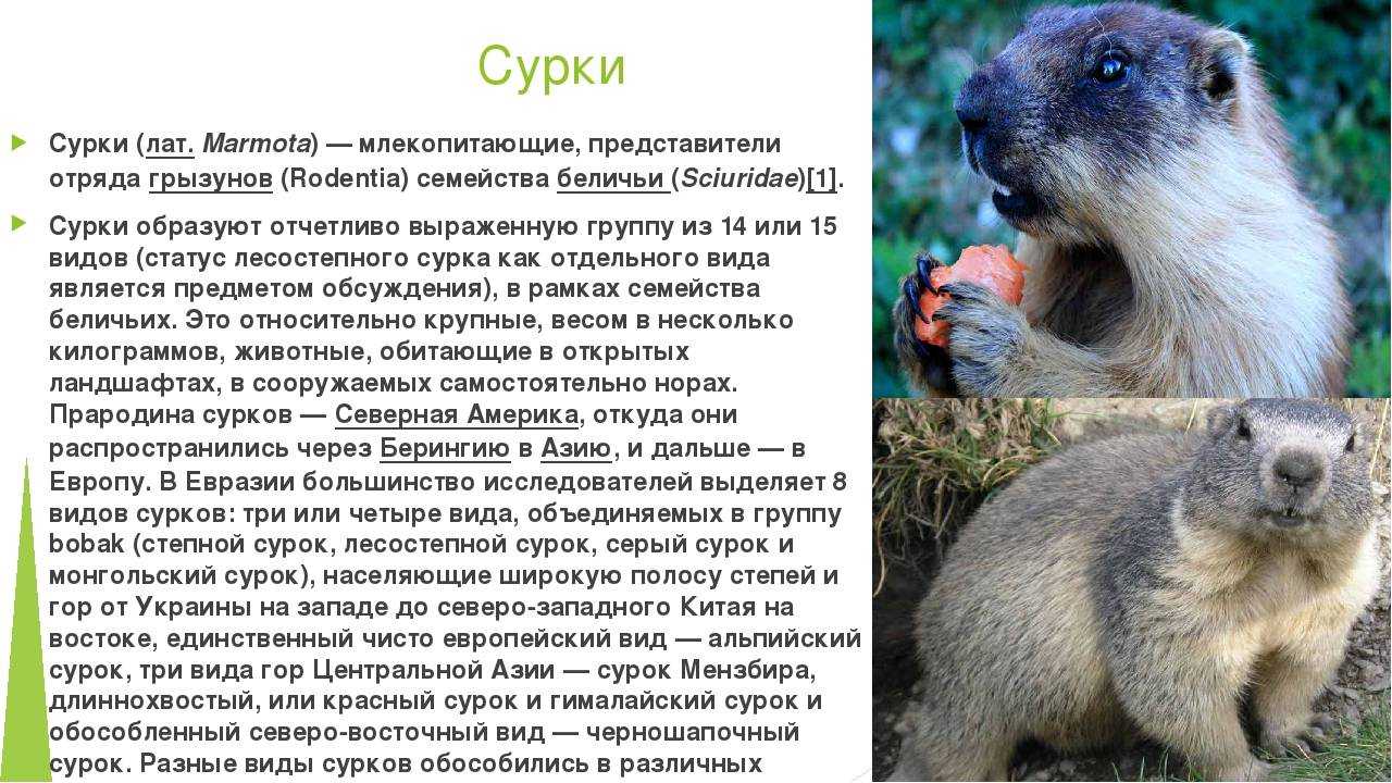 Азиатская лесная мышь
