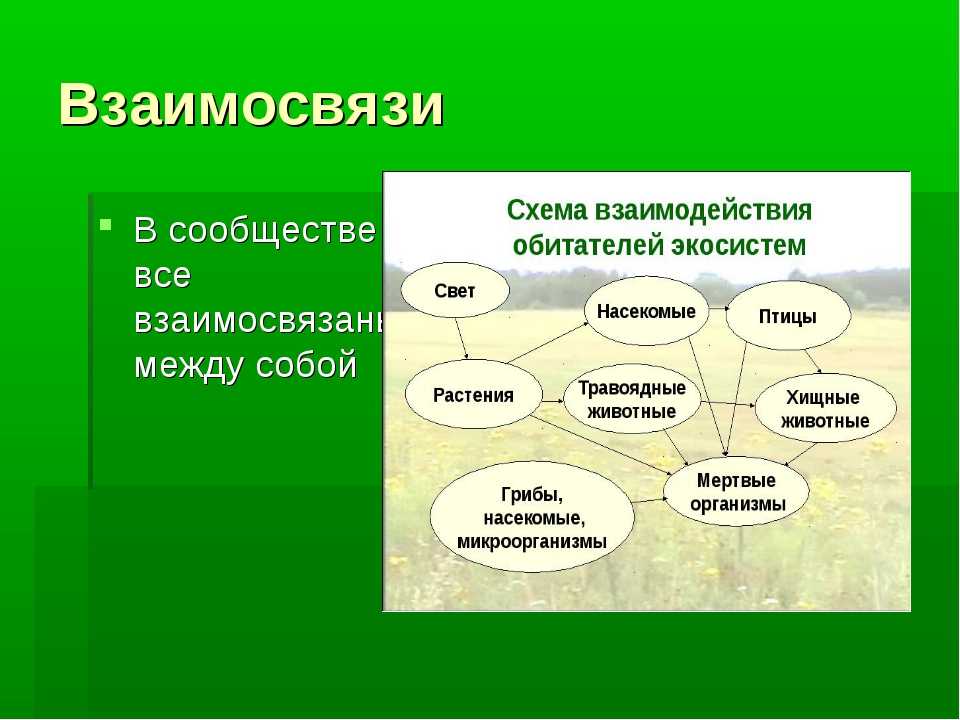 Взаимосвязь организмов в сообществе  биология > лаборатория фитоинвазий
