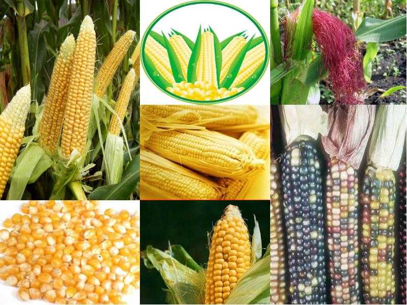 Как высушить кукурузу на семена + советы, условия, что делать