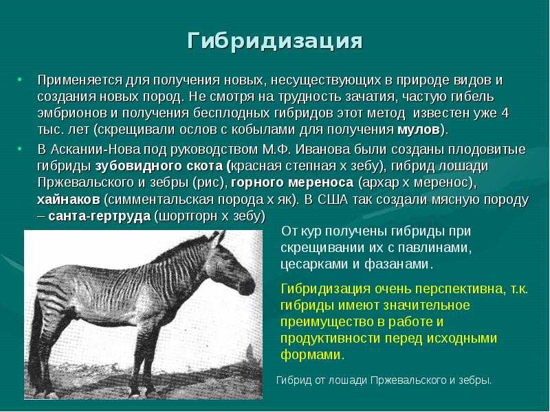 Как получают гибриды растений