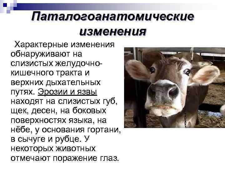 Вирусная диарея у крупного рогатого скота