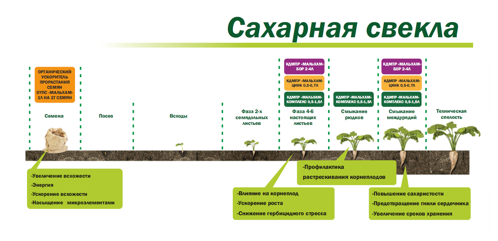 Как растет горох и что необходимо для выращивания?