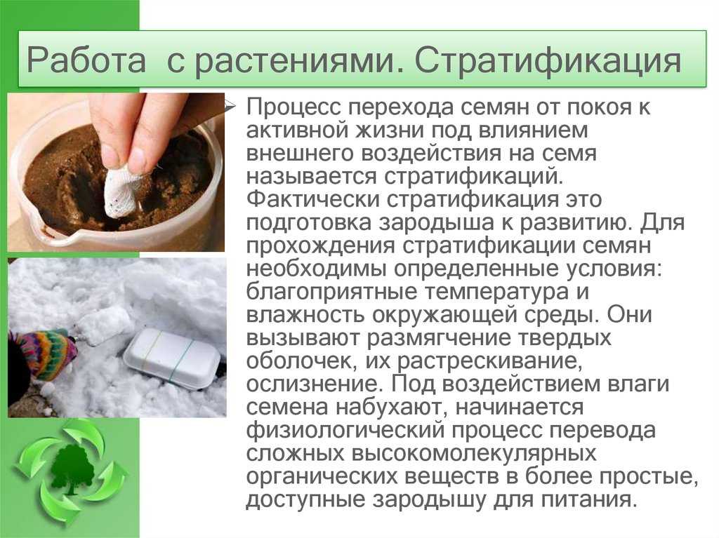 Как стратифицировать семена? какой метод выбрать? | возрождение лесов & биоразнообразие