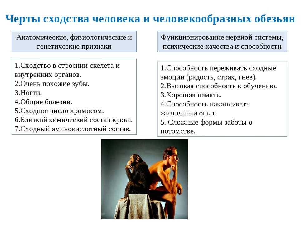 Человек и человекообразные обезьяны: сходства и различия