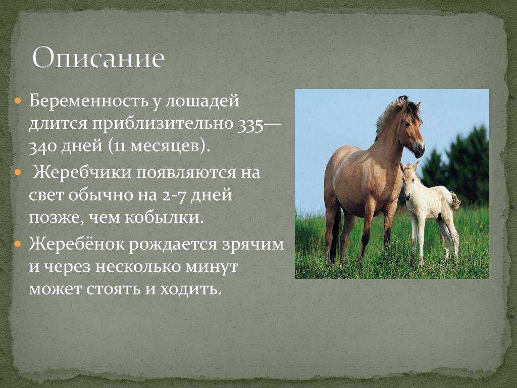 Разведение