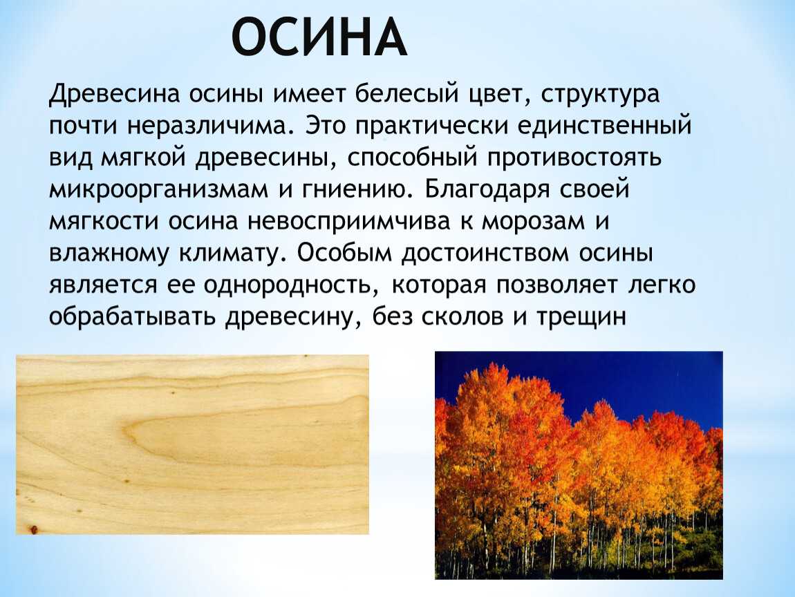 Осина: описание дерева, места произрастания, размножение